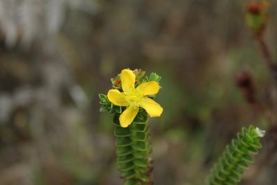 Hypericum mexicanum, photographed by Andrés Ramírez-Barrera
