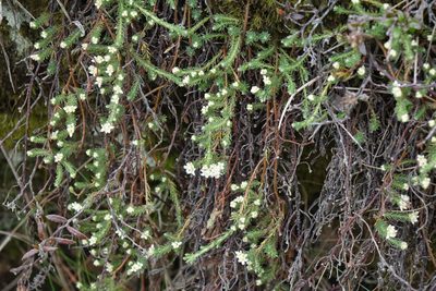 Kelleria laxa, photographed by John Barkla