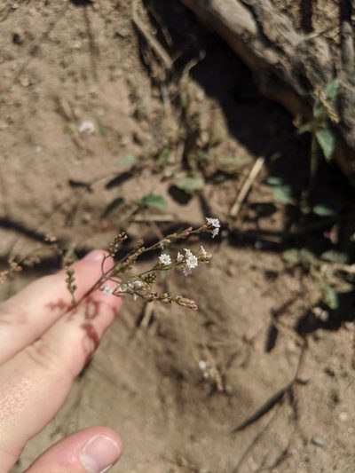 Boerhavia coulteri, photographed by Rachel Stringham