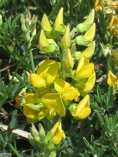 Crotalaria dura, photographed by Chris Vynbos