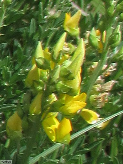 Crotalaria dura, photographed by Chris Vynbos
