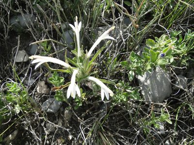 Castilleja mexicana, photographed by Leticia Jiménez Hernández