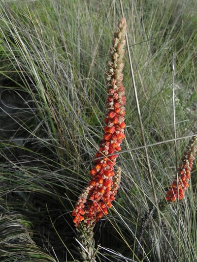 Villadia cucullata, photographed by Leticia Jiménez Hernández