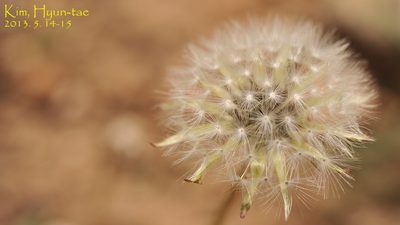 Taraxacum coreanum, photographed by Kim, Hyun-tae