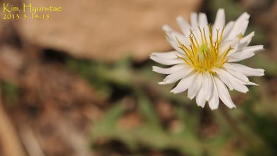 Taraxacum coreanum, photographed by Kim, Hyun-tae