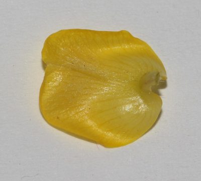 Aspalathus fasciculata, photographed by Brian du Preez
