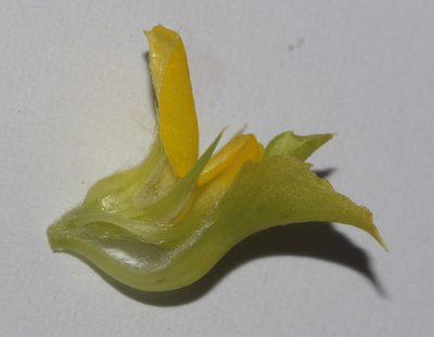Aspalathus fasciculata, photographed by Brian du Preez