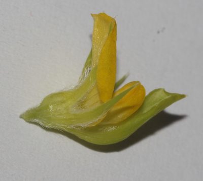 Aspalathus fasciculata, photographed by Brian du Preez
