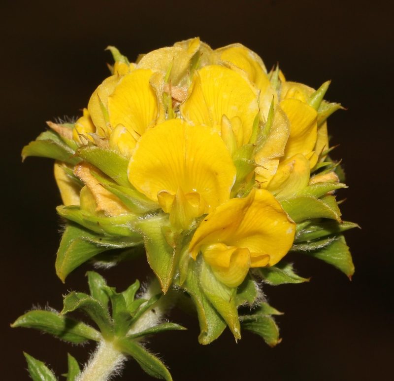 Aspalathus fasciculata, photographed by Brian du Preez