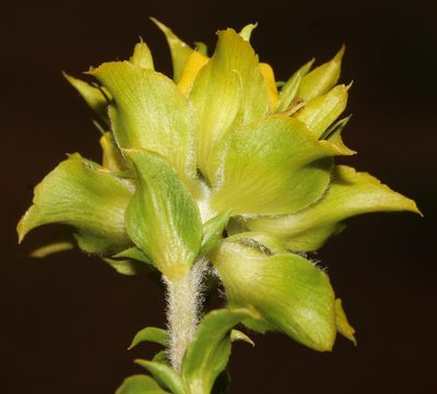 Aspalathus fasciculata, photographed by Brian du Preez