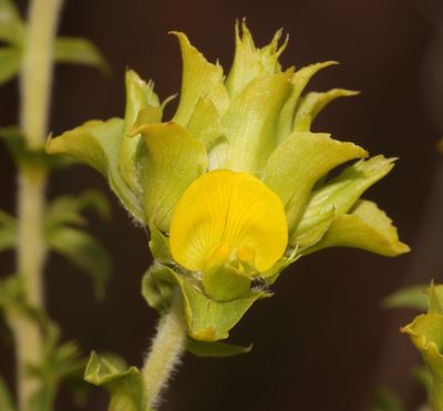 Aspalathus fasciculata, photographed by Brian du Preez
