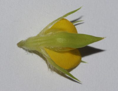 Aspalathus fasciculata, photographed by Brian du Preez