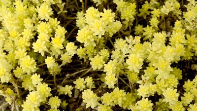 Sedum japonicum, photographed by Kim, Hyun-tae
