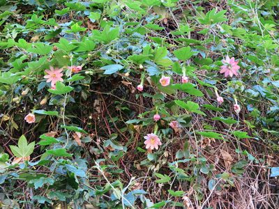 Passiflora pinnatistipula, photographed by Alice Shanks