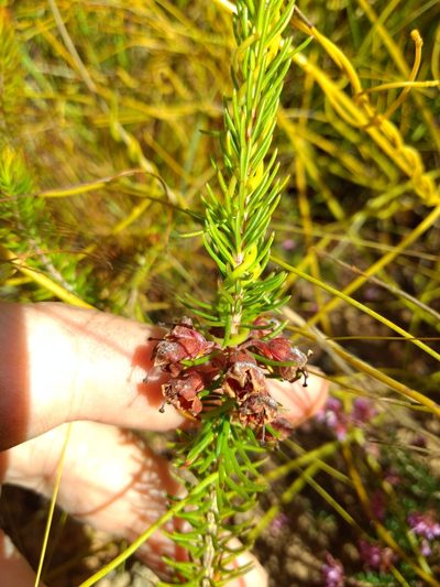 Erica latiflora, photographed by Seth Musker