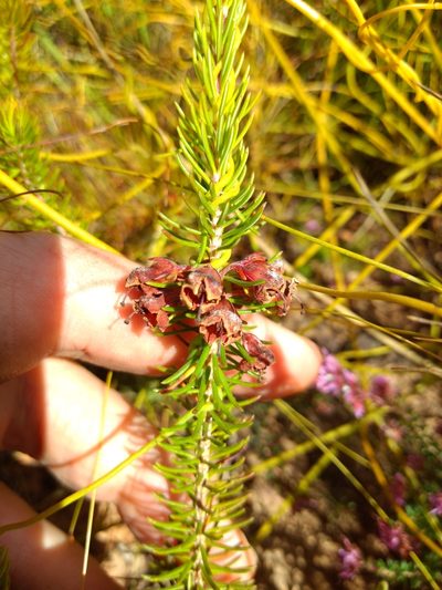 Erica latiflora, photographed by Seth Musker