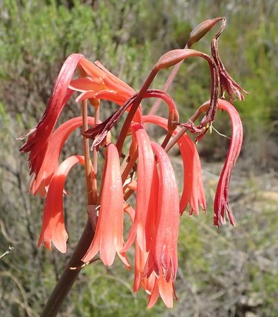 Cyrtanthus angustifolius, photographed by Nicola van Berkel