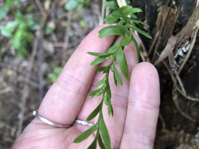 Tmesipteris elongata, photographed by phoebeandrews