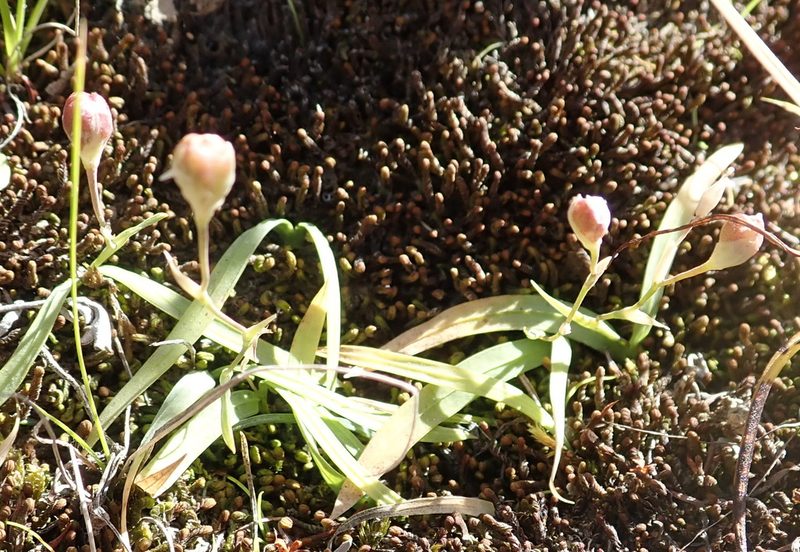 Geissorhiza delicatula, photographed by Nicola van Berkel