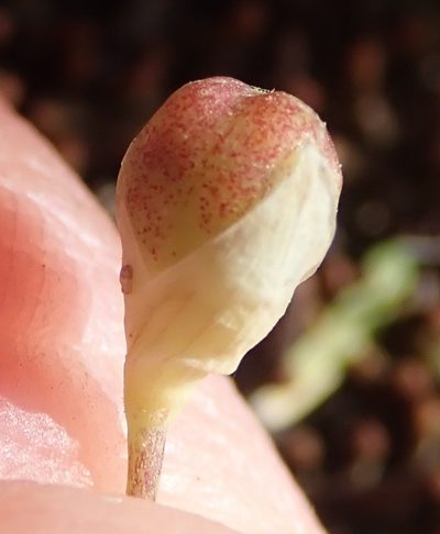 Geissorhiza delicatula, photographed by Nicola van Berkel