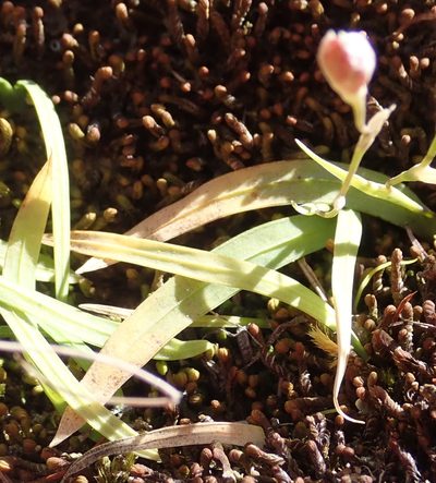 Geissorhiza delicatula, photographed by Nicola van Berkel