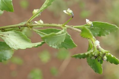 Pombalia parviflora, photographed by Peter Warren