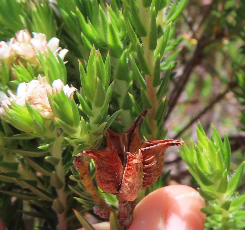 Diosma subulata, photographed by linkie