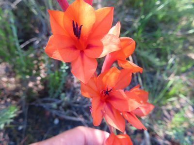 Watsonia stenosiphon, photographed by linkie
