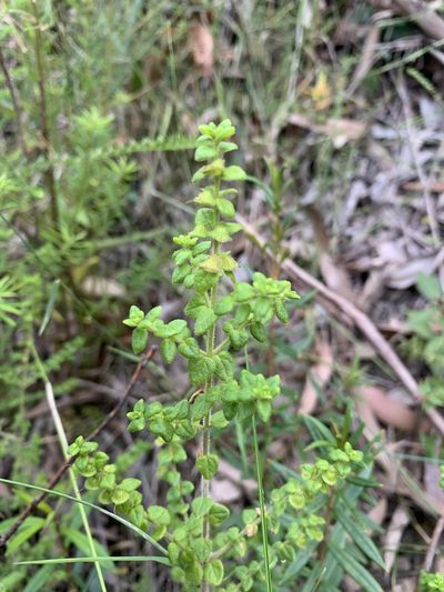 Prostanthera rhombea, photographed by Guy Taseski