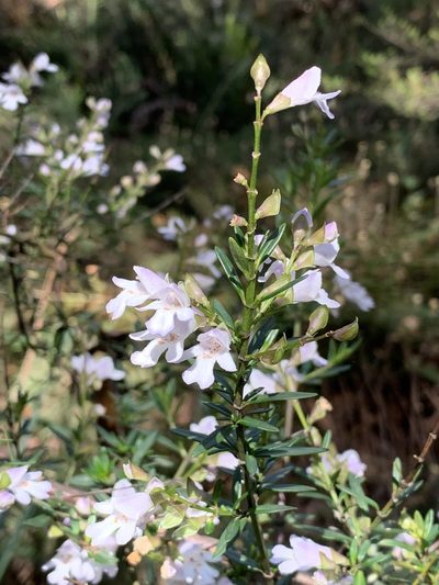 Prostanthera linearis, photographed by Guy Taseski