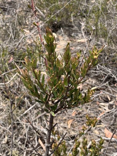 Prostanthera hindii, photographed by Guy Taseski