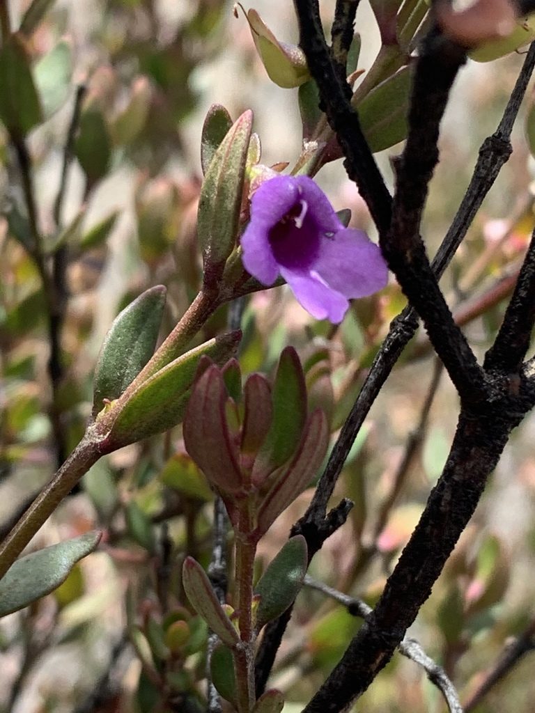 Prostanthera hindii, photographed by Guy Taseski