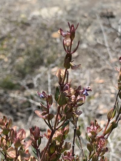Prostanthera hindii, photographed by Guy Taseski