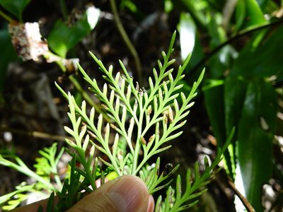 Asplenium haurakiense, photographed by Jacqui Geux