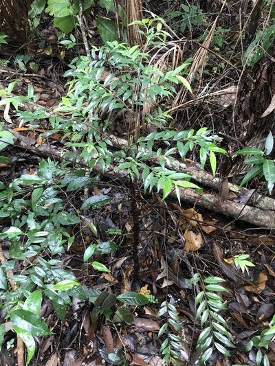 Xylopia brasiliensis, photographed by Lera Miles