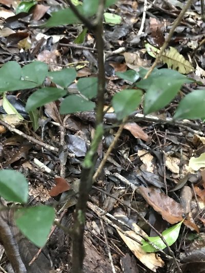 Copaifera trapezifolia, photographed by Lera Miles