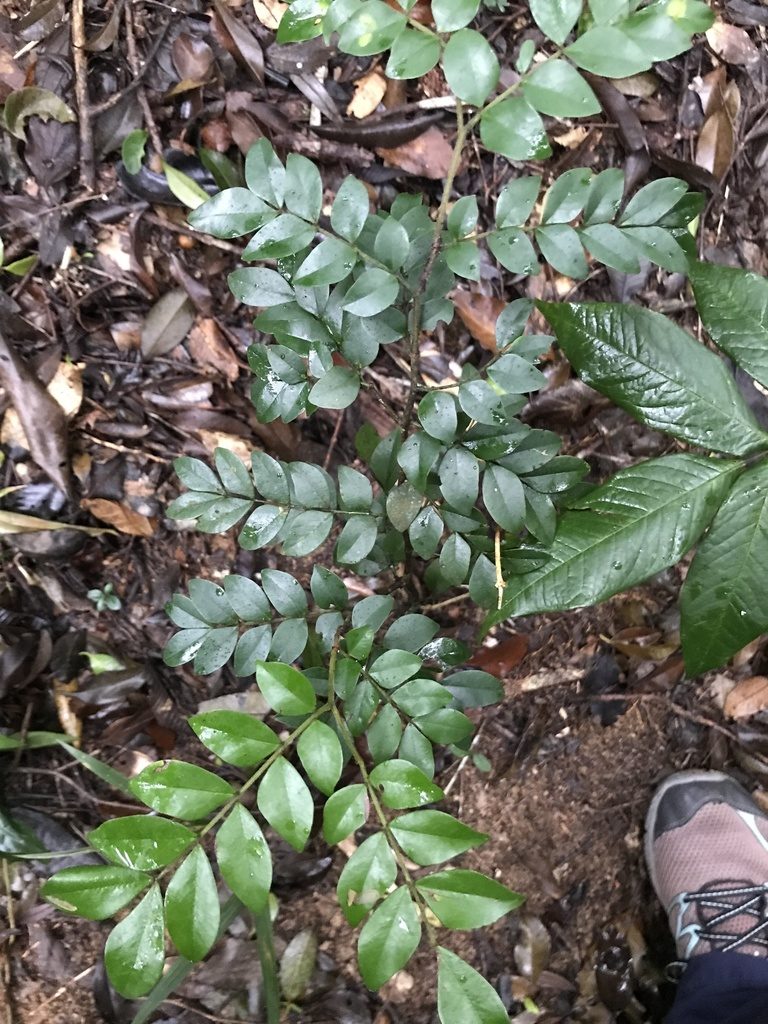 Copaifera trapezifolia, photographed by Lera Miles