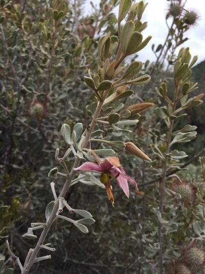 Krameria cytisoides, photographed by Erick Vélez Sánchez
