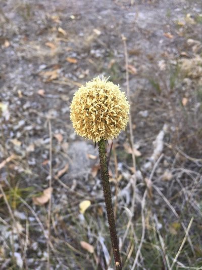 Dasypogon bromeliifolius, photographed by Samuel Brown