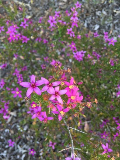 Calytrix fraseri, photographed by Samuel Brown