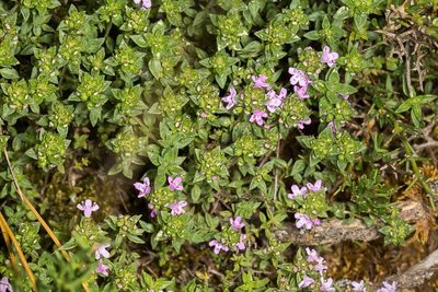 Thymus herba-barona, photographed by Drepanostoma