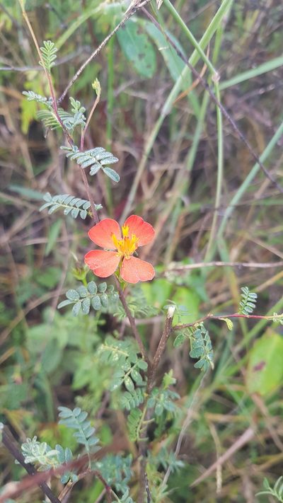 Adenophyllum glandulosum, photographed by Eugenio Padilla