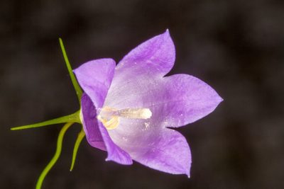 Campanula carnica, photographed by Drepanostoma