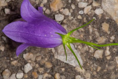 Campanula carnica, photographed by Drepanostoma