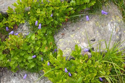 Campanula excisa, photographed by Drepanostoma