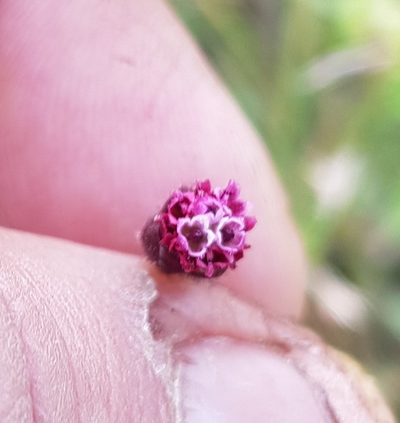Florestina platyphylla, photographed by Eugenio Padilla