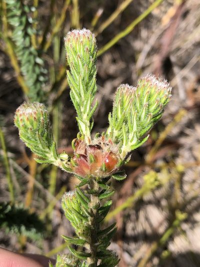 Phylica tortuosa, photographed by Dave U
