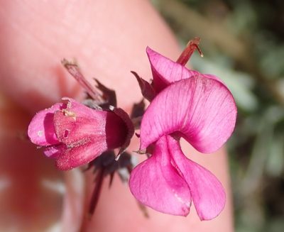Indigofera complicata, photographed by Nicola van Berkel