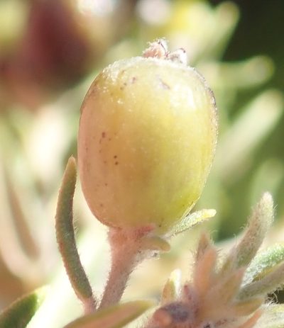 Phylica confusa, photographed by Nicola van Berkel