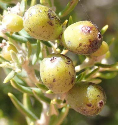 Phylica confusa, photographed by Nicola van Berkel